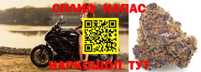 сатива Бийск